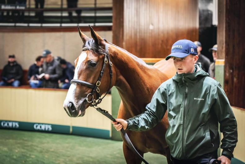 SALES: Record spending at Goffs Orby Sale - Vimarsana News