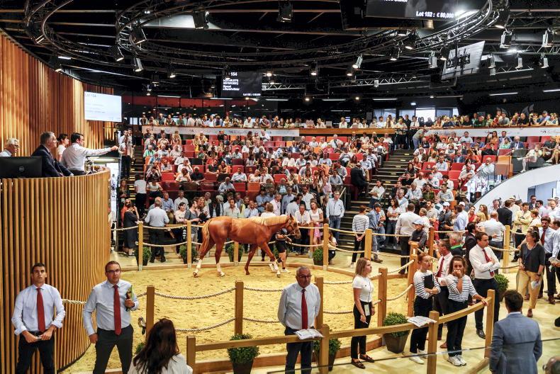 SALES: Paddington and Islandsinthestream boost Arqana October Sale profile - Vimarsana News