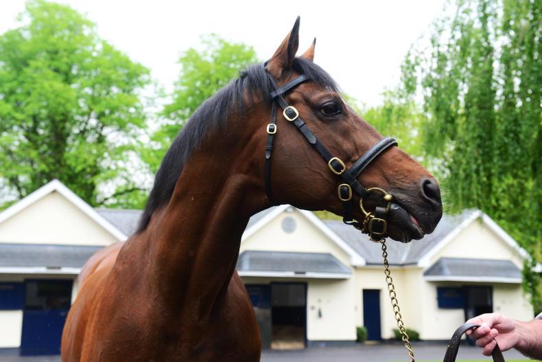FEATURE: Celebrating 40 years of breeders supporting Irish racing - Vimarsana News