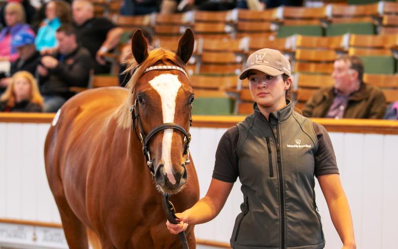 SALES: Daughter of Frankel becomes top-priced filly in Book 1 at 1,600,000gns - Vimarsana News