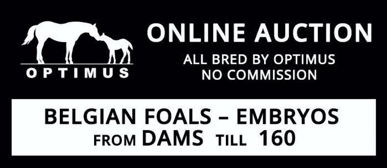 Sisters of Zanotelli's CSI5* GP winner offered on Stal Optimus Auction 06 October 2023 Free - Vimarsana News