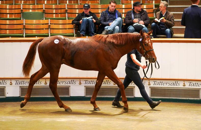 SALES: Sea The Stars colt fetches 425,000gns - Vimarsana News