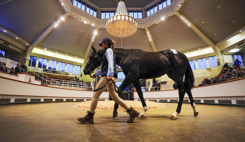 Why demand for yearlings has fallen this year - Vimarsana News