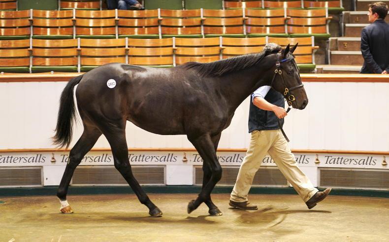 SALES: Murphys denied by Durcan for 130,000gns colt - Vimarsana News
