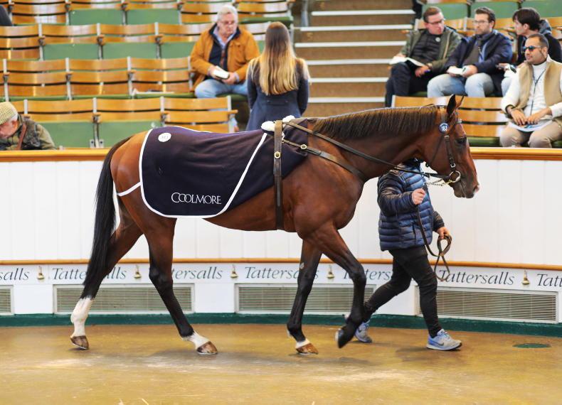 SALES: Coolmore sells colt for 320,000gns - Vimarsana News