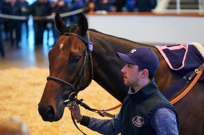 SALES: Middle Eastern money holds sway at Tattersalls - Vimarsana News