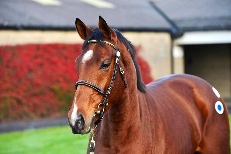 SALES: Springhill Stud dispersal brings in €734,500 - Vimarsana News