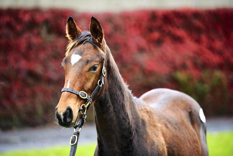 SALES: Blue Bresil foals dominate early exchanges - Vimarsana News