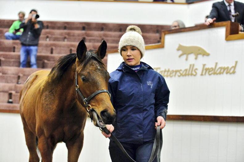 SALES: Just 47% of foals find buyers in sobering session - Vimarsana News