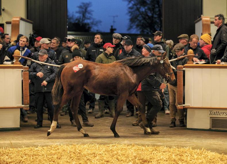 SALES: Chaldean and Vandeek flying the Foal Sale flag - Vimarsana News