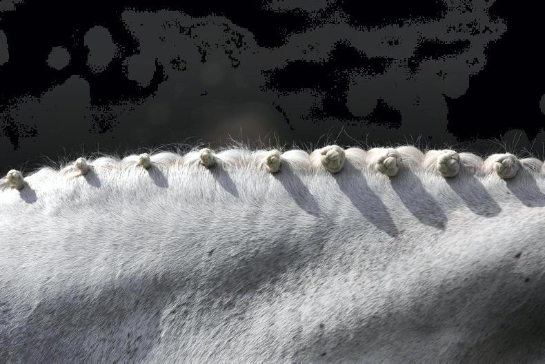 DRESSAGE: Diary dates for the coming weeks - Vimarsana News