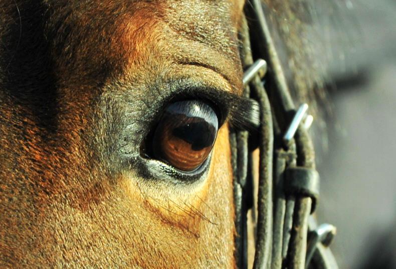 DRESSAGE: New Dressage Ireland chairman seeks input from members - Vimarsana News