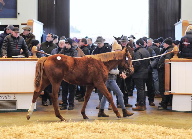 SALES: St Mark's Basilica filly foal fetches 575,000gns - Vimarsana News