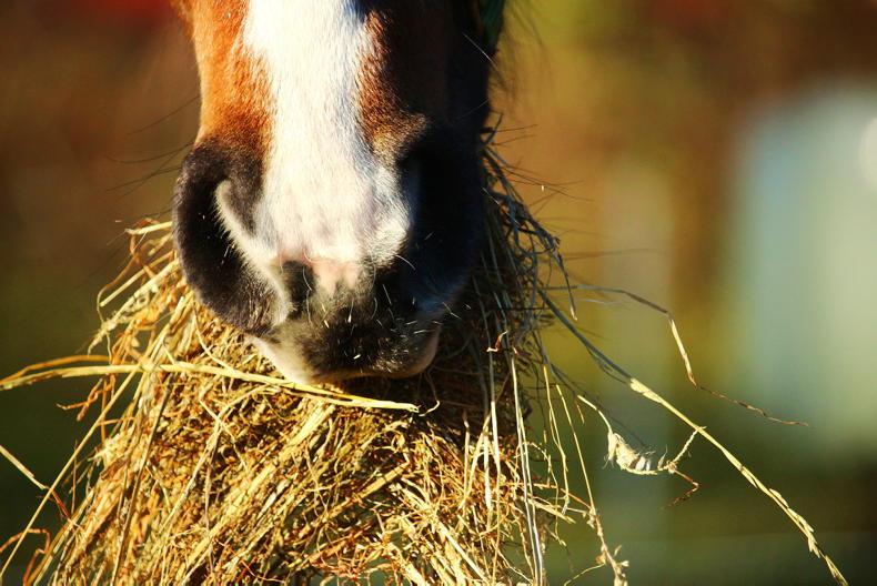 HORSE SENSE: Winter care for you and your horse - Vimarsana News