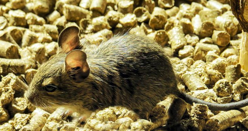 Preventing rodents in the colder months - Vimarsana News