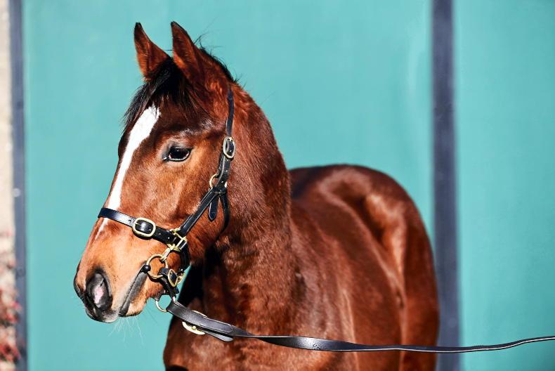 SALES: Buyers still in love with Blue Bresil yearlings - Vimarsana News