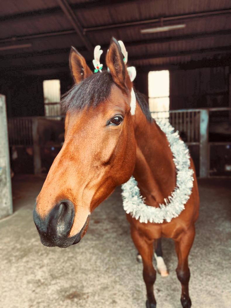 HRI AFTERCARE: Meet the one-eyed racehorse with an Instagram account - Vimarsana News