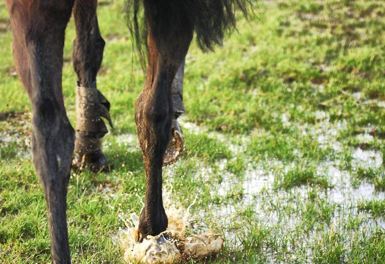 NEWS: Curragh and Downpatrick latest to cancel - Vimarsana News