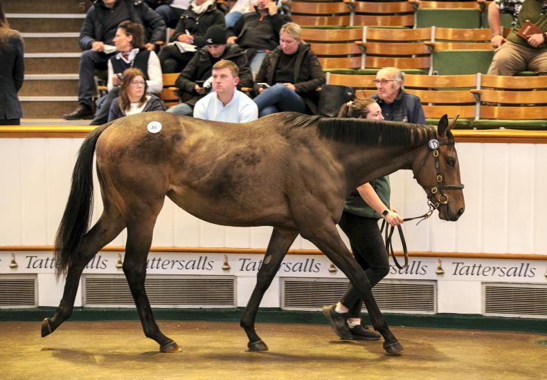 SALES: Kingman filly from John Dance stud fetches 130,000gns - Vimarsana News