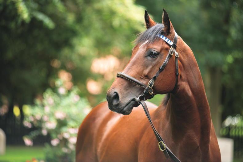 NEWS: Cracksman moves to Yorton Stud 2025-10-29