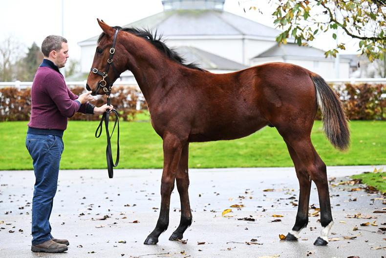 SALES: Three foals break €100,000 barrier at Tattersalls Ireland 2025-11-11