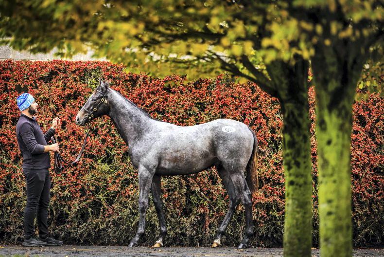 Capital Stud swoop for €170,000 potential successor to Authorized  2025-11-12