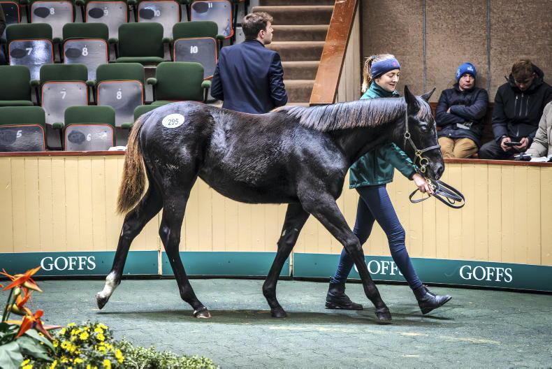 SALES: Irish National Stud catches a Big Break at Goffs 2025-11-18