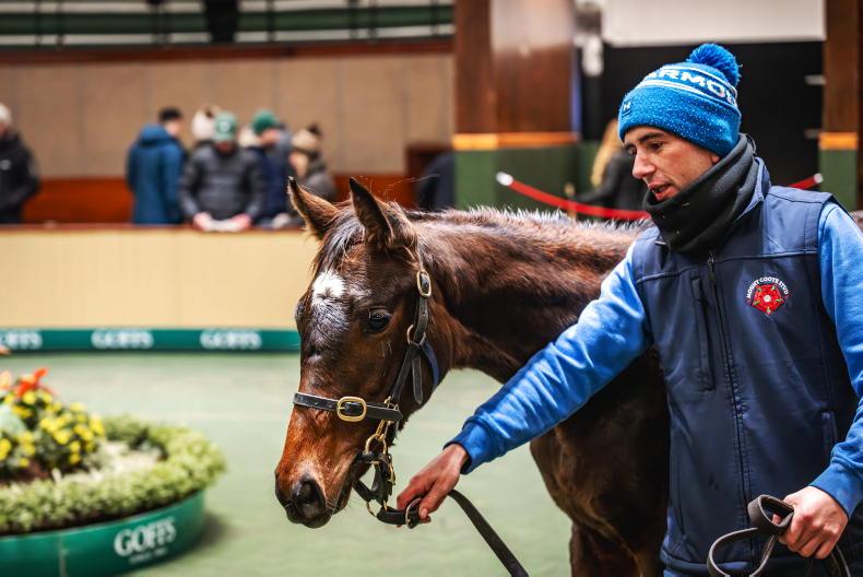 SALES: Stauffenberg bids bravely for €650,000 foal 2025-11-19