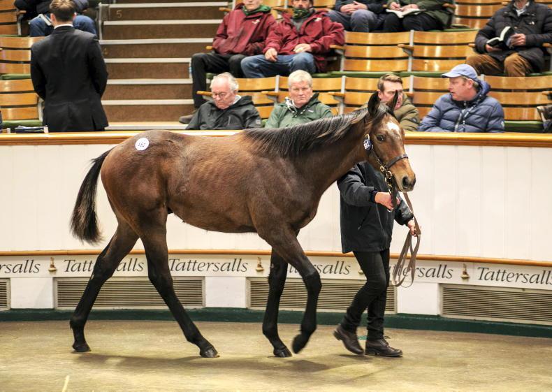 SALES: Bidding reaches fever pitch for Frankel colt 2025-11-28