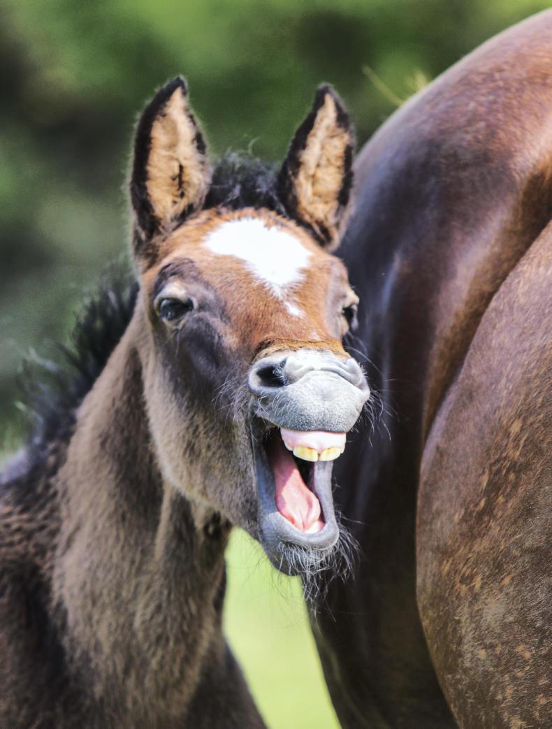 FOALING FEATURE 2019 Top 10 tips for foaling