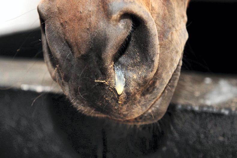 EQUINE FLU Your questions answered