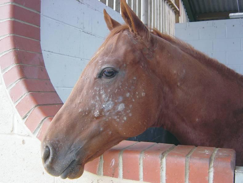 HANDS ON Common skin diseases in horses