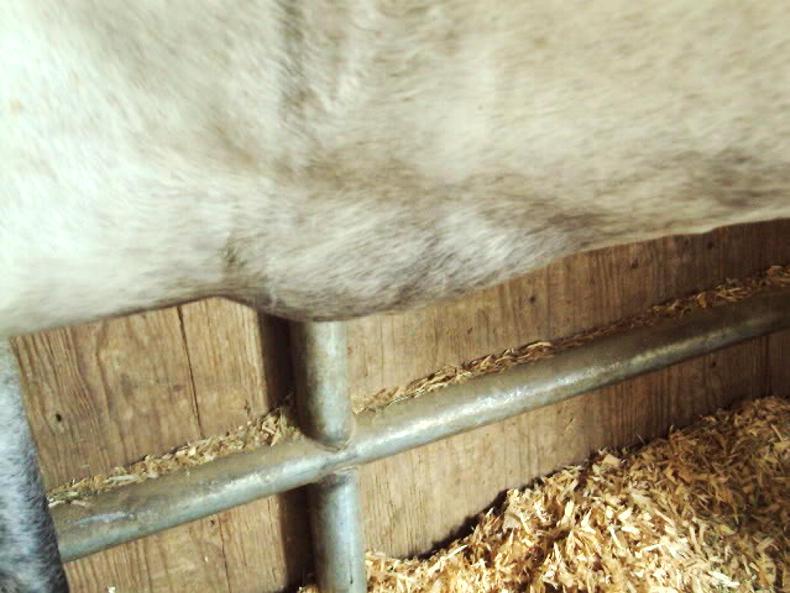 HORSE SENSE Watch out for girth galls