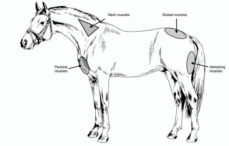 VETERINARY How to give an intramuscular injection