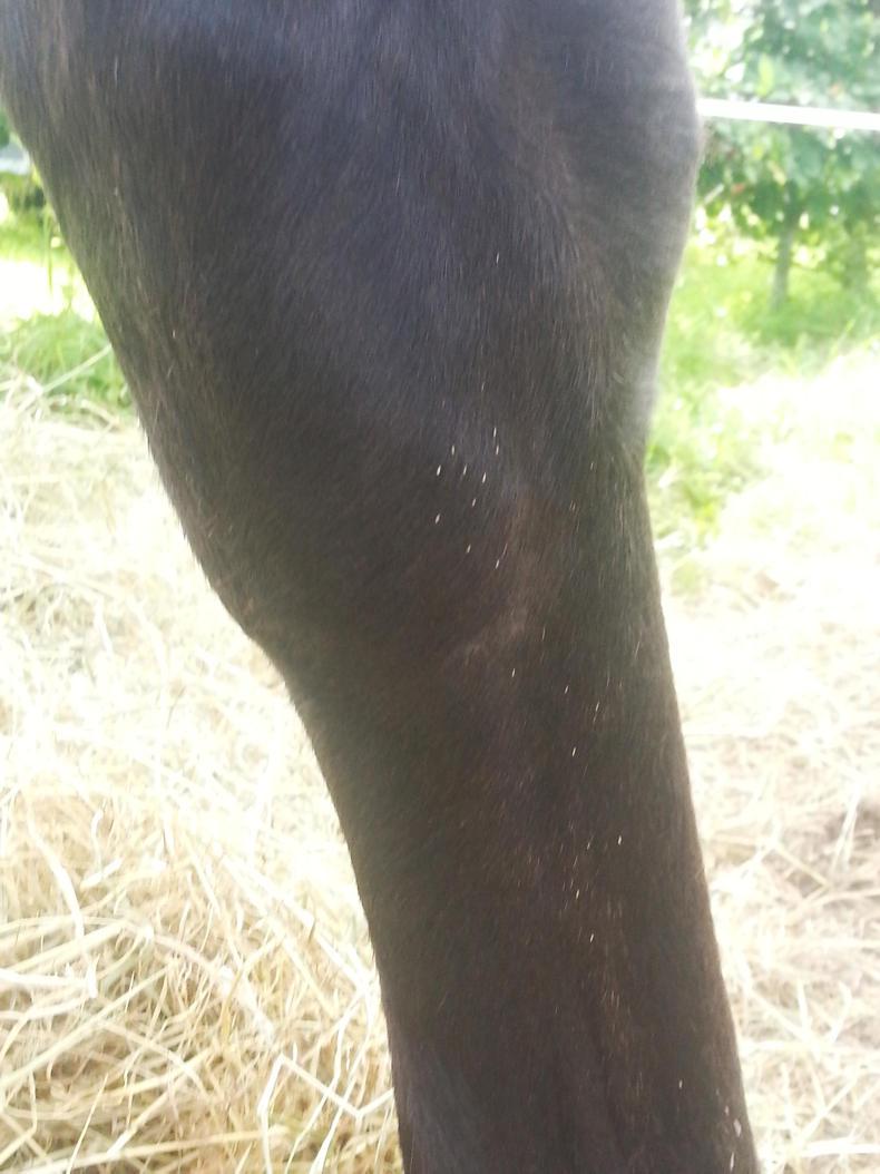 HORSE SENSE Be on the look out for bot fly eggs