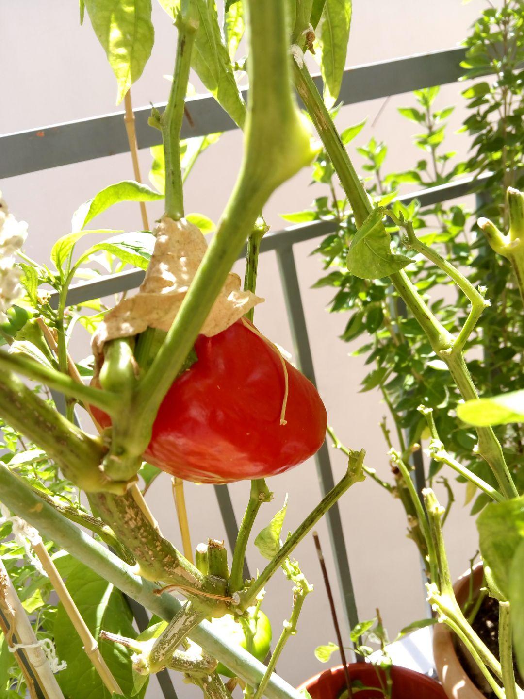 Ulefone Be Touch Review Sample Pic 1