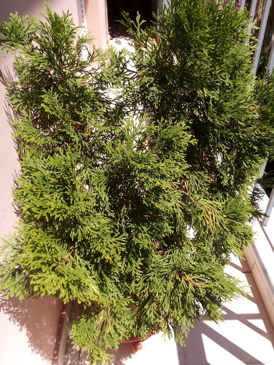 Ulefone Be Touch Review Sample Pic 2