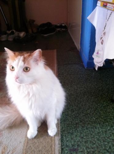 post-60900-0-87314300-1434026300_thumb.j