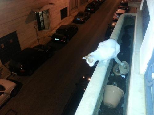 post-33144-0-07663800-1435792000_thumb.j