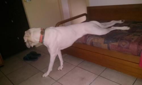 post-60900-0-11775000-1437937425_thumb.j