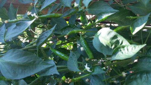 post-34402-0-15257600-1439802483_thumb.j