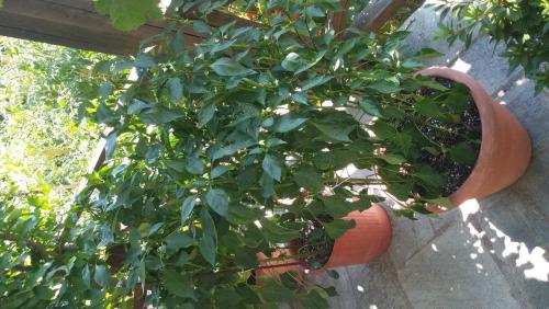 post-34402-0-36183600-1439802318_thumb.j