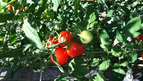 post-34402-0-43424400-1439802561_thumb.j