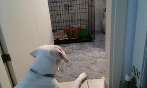 post-60900-0-17834900-1439473735_thumb.j