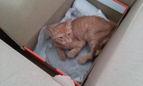 post-60900-0-27698500-1439473806_thumb.j