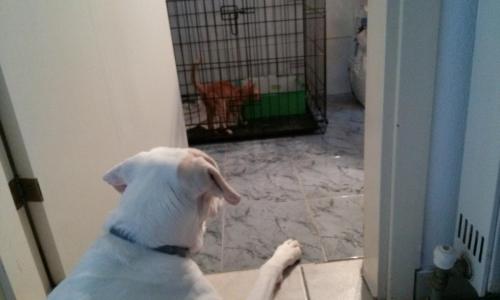 post-60900-0-45546500-1439473719_thumb.j