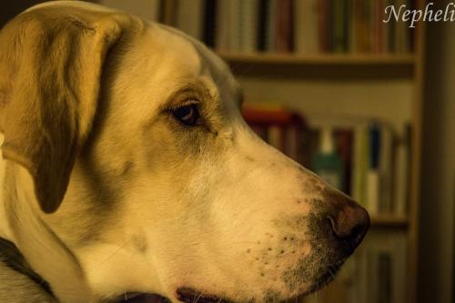 post-60900-0-62284800-1449946783_thumb.j