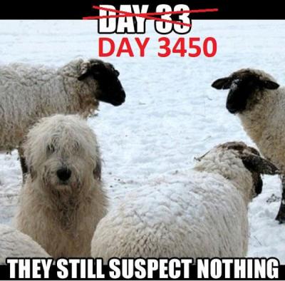 suspect-nothing-Bobtail-Sheepdog-and-sheep-.thumb.jpg.9f37b963c190b4bbd2f613e30732c4d3.jpg