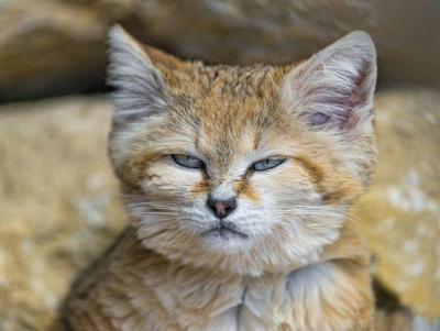 sand-cat-serious-look.jpg.824x0_q71_crop-scale.jpg.653x0_q80_crop-smart.thumb.jpg.57033dc5b6ae1a7c0a5fda902b056d7f.jpg