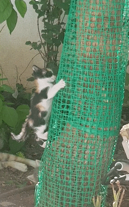 1235902715_ezgif.com-crop(2).gif.45780a2